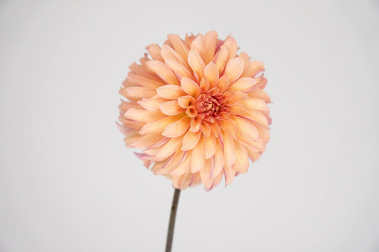 Dahlia Diaries: River's Can't Elope, a Peachy-Pink Stellar Dahlia of Amazing Willpower
