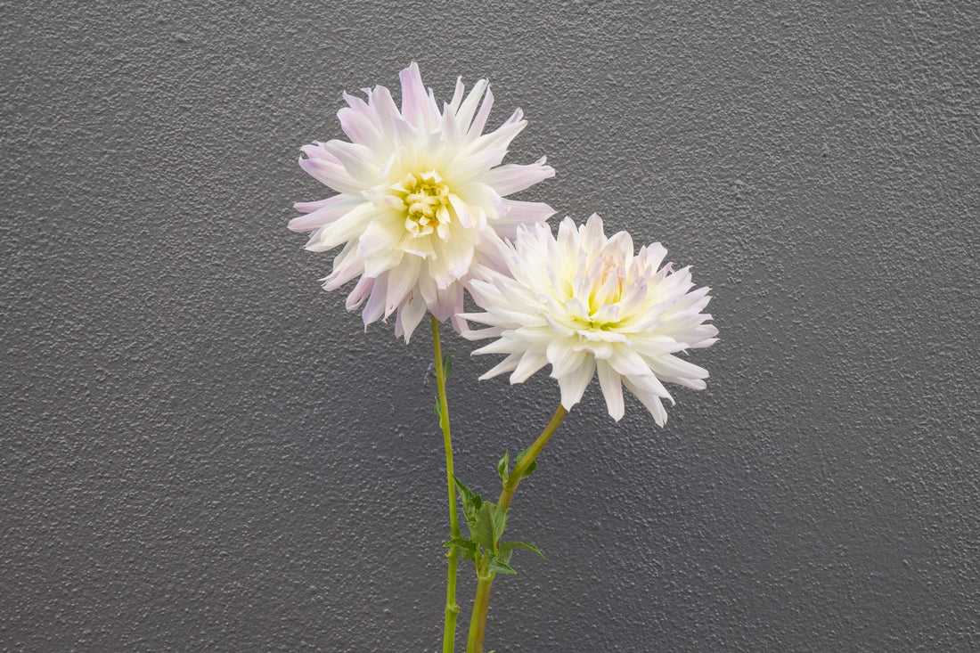 Dahlia Diaries:  Magic Moment, A Big White Dahlia with a Surprising Vase Life