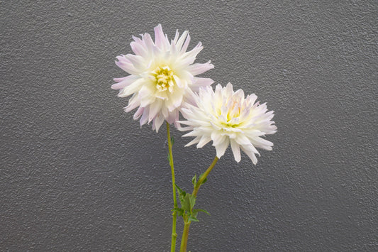 Dahlia Diaries:  Magic Moment, A Big White Dahlia with a Surprising Vase Life