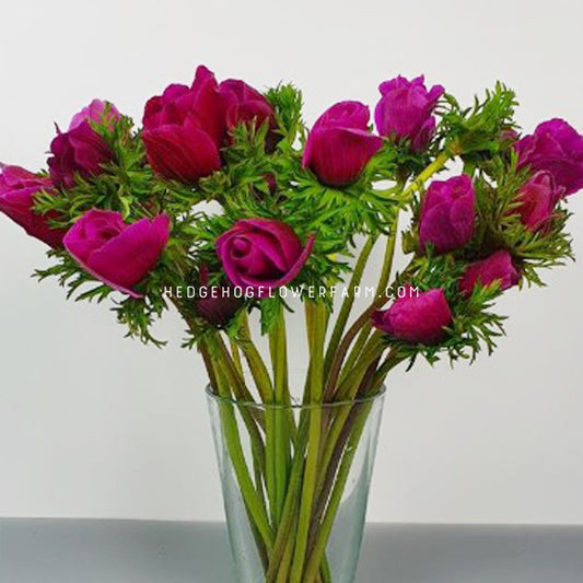 Image of Anemone Rainbow Flashy Rose cut flowers in a vase showing beautiful deep pink hued petals, similar looking to roses, a top tall stems with fern-like foliage against a grey background.