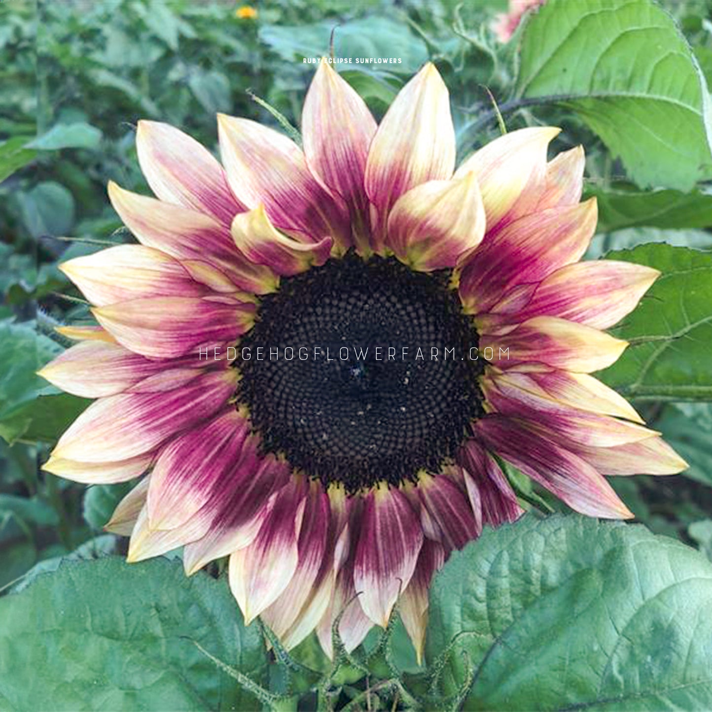 Photo of Sunflower Ruby Eclipse blooming in the garden showing two toned petals of yellow and red outlining a dark brown center with green leaves in the foreground and a blurred background of green foliage.