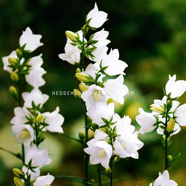 A photo of several stems of white bellflowers, also known as campanula, in a garden.