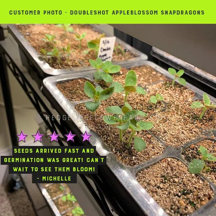 Close-up view of a customer photo of several black plastic seed starter trays filled with potting mix and numerous small doubleshot appleblossom snapdragon seedlings at various growth stages. The seedlings are green with small leaves. The trays are neatly arranged. Five-star rating and customer review text: 'Seeds arrived fast and germination was great! Can't wait to see them bloom! -Michelle' is also visible.