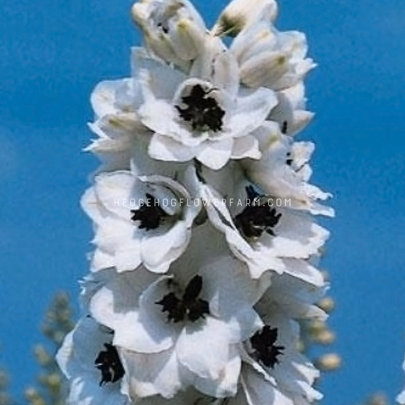 Pacific Giants Percival Delphinium Seeds
