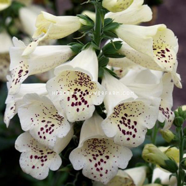 Digitalis Camelot Cream flower. Cream colored bell shaped flowers with purple spots.
