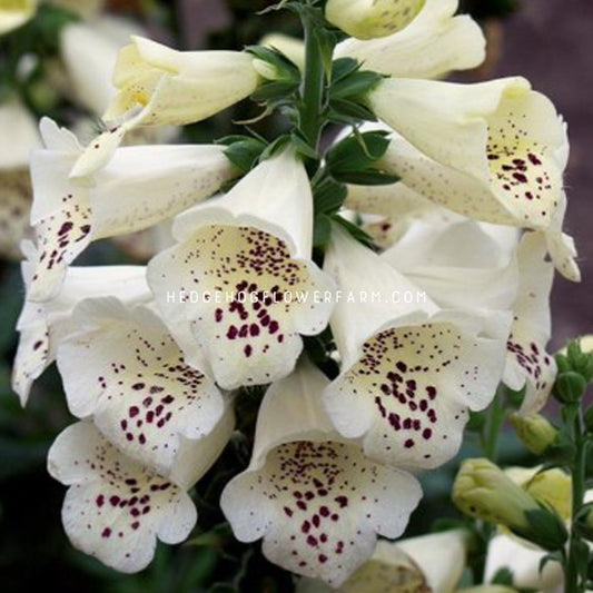 Digitalis Camelot Cream flower. Cream colored bell shaped flowers with purple spots.