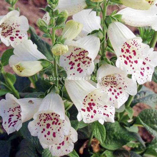 Digitalis Camelot White flower. White bell shaped flowers with pink spots.