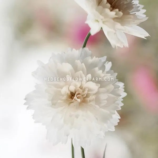 A close up photo of two fluffy cosmos Double Click Snow Puffs showing layers of white spiky petals.