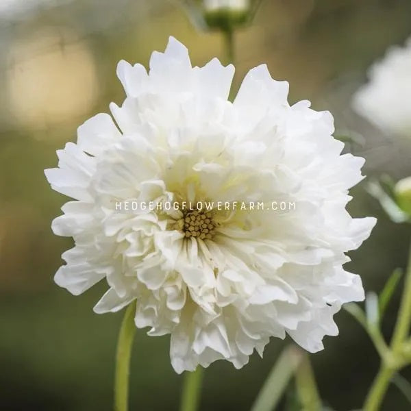 A close up photo of cosmos Double Click Snow Puffs showing layers of white spiky petals with a yellow center in a garden setting.