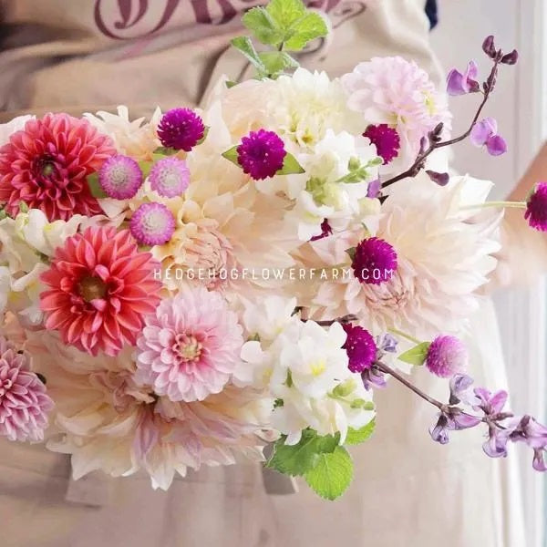 A bouquet of pink, white, and purple flowers. The bouquet includes dahlias, snapdragons and gomphrena audray mix. The flowers are arranged in a loose, natural style and is held by someone in a beige apron.