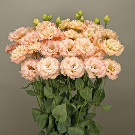 Bouquet of elegance 3 mango Lisianthus showing pastel pink and peach ruffled rose-like blooms on skinny green stems with green leaves on a dark grey background.