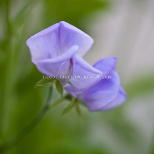 Close-up photo of two spring sunshine light blue sweet pea flowers in bloom showing light blue flowers on a skinny green vine with a blurred green background.