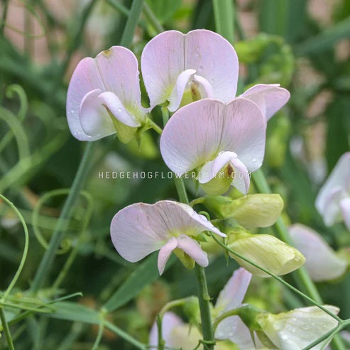 Photo of winter sunshine opal sweet peas blooming in the garden showing white to light pink flowers on skinny green vines with blurred green foliage in the background.