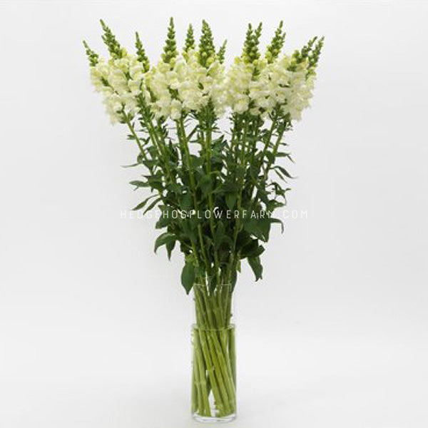 Image of ivory white snapdragons in vase.