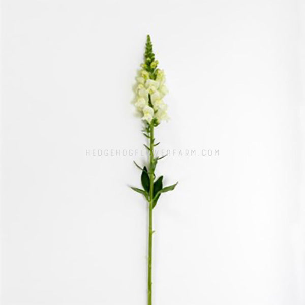 Image of ivory white snapdragon singular stem.