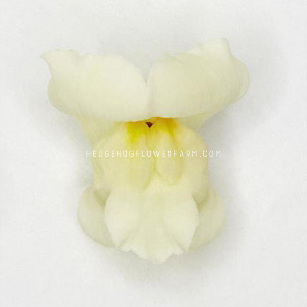 Up close image of ivory white snapdragon bloom. Creamy white petals with slightly yellow center.