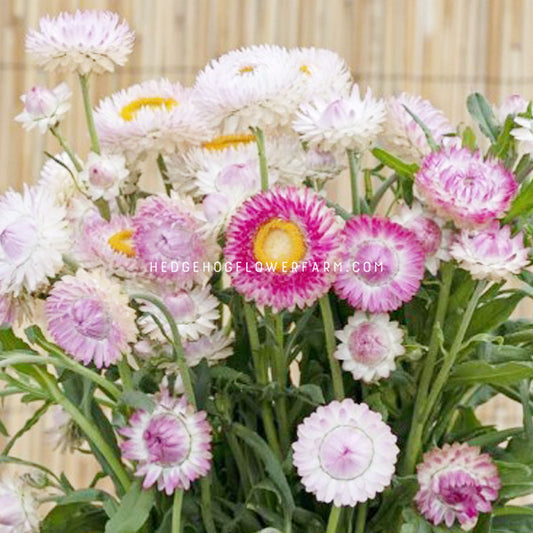 A bouquet of king silvery rose strawflowers in shades of pink and white with yellow centers. The flowers have a papery texture showing thin spiky petals creating a full circle.  The flowers are a popular choice for dried flower arrangements and crafts.