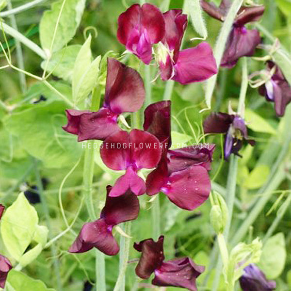 Up close image of spring sunshine burgundy sweet pea. Gorgeous burgundy blooms with green foliage in the background.