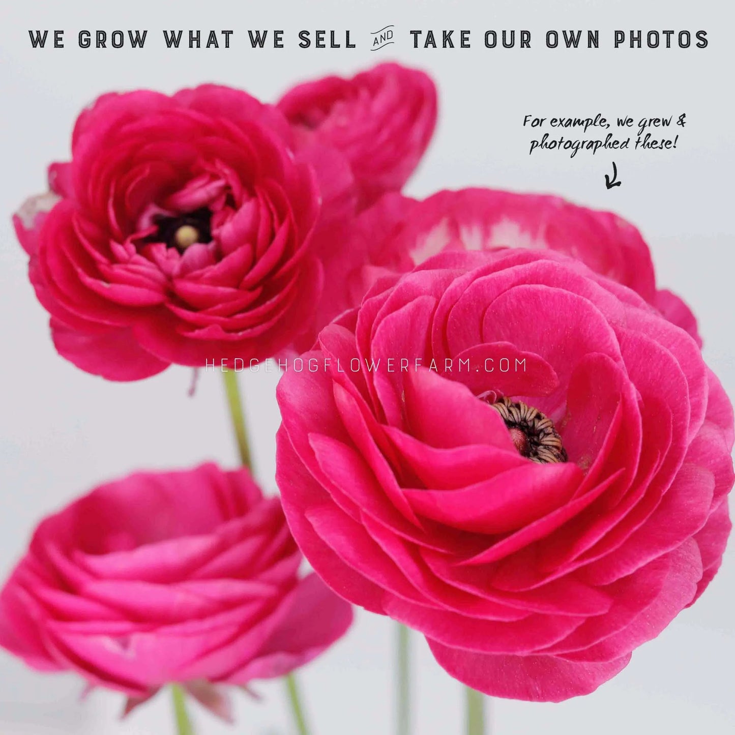 Close-up of four pink ranunculus flowers. The flowers are in focus and the background is blurred. The text 'WE GROW WHAT WE SELL AND TAKE OUR OWN PHOTOS' is at the top of the image. The text 'HEDGEHOGFLOWERFARM.COM' is in the center of the image. The text 'For example, we grew & photographed these!' is in the upper right corner of the image.