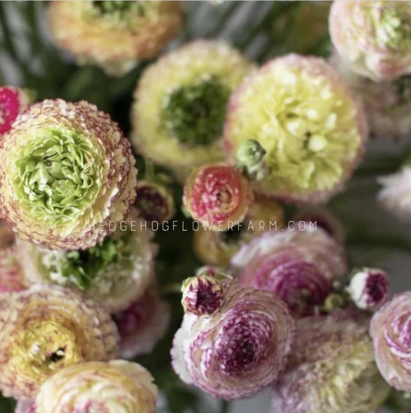 Ranunculus Amandine Tiger - Green and purple ruffled petals.