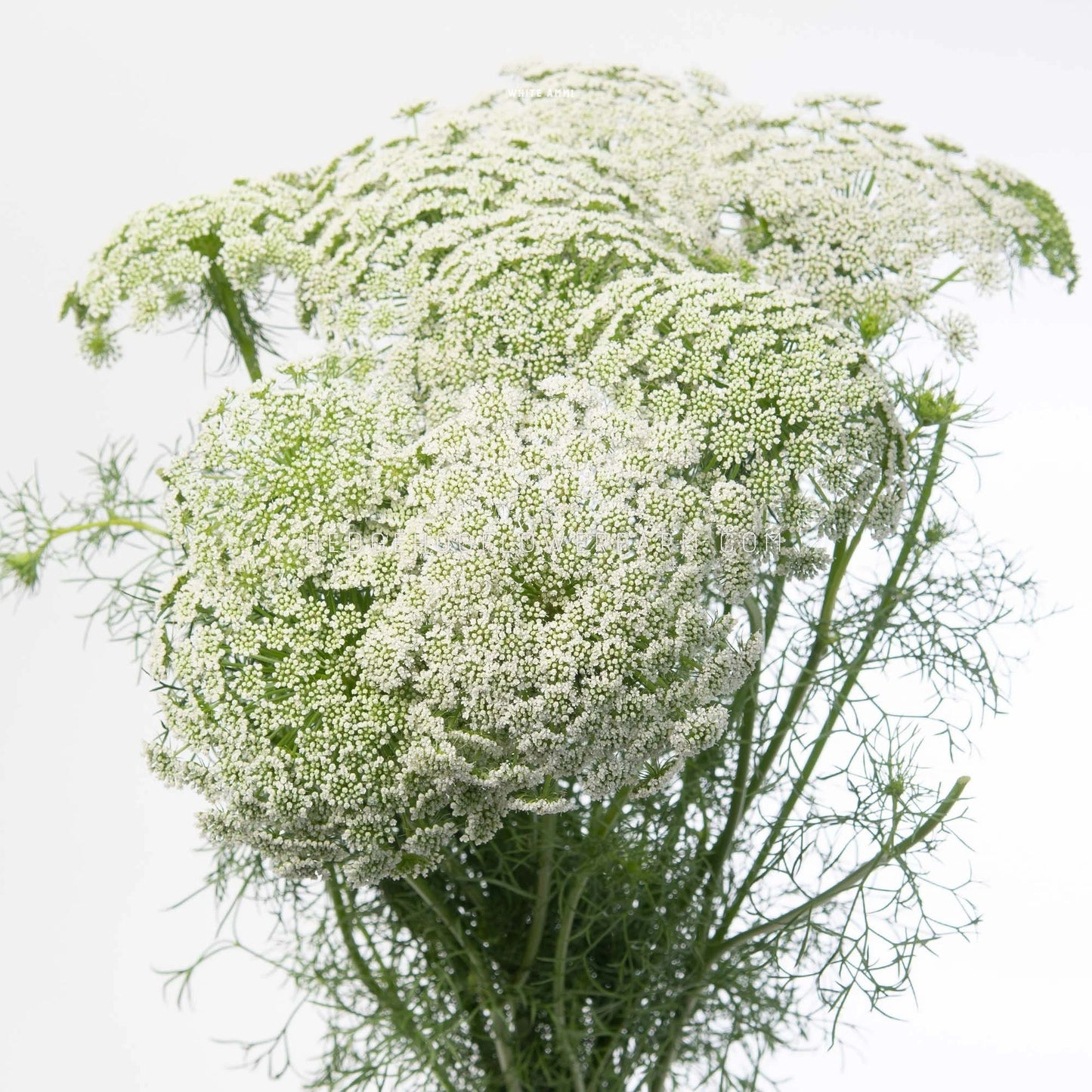 A bouquet of white Ammi Casablanca or Queen Anne's Lace flowers in bloom showing off white umbel clusters a top green stems and leaves against a white background.