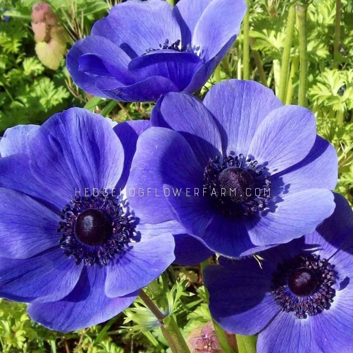 Close-up of four carmel blue anemone flowers in bloom with a green background