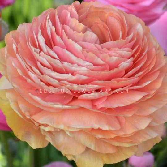 Ranunculus Tecolote Salmon - 10 Corms