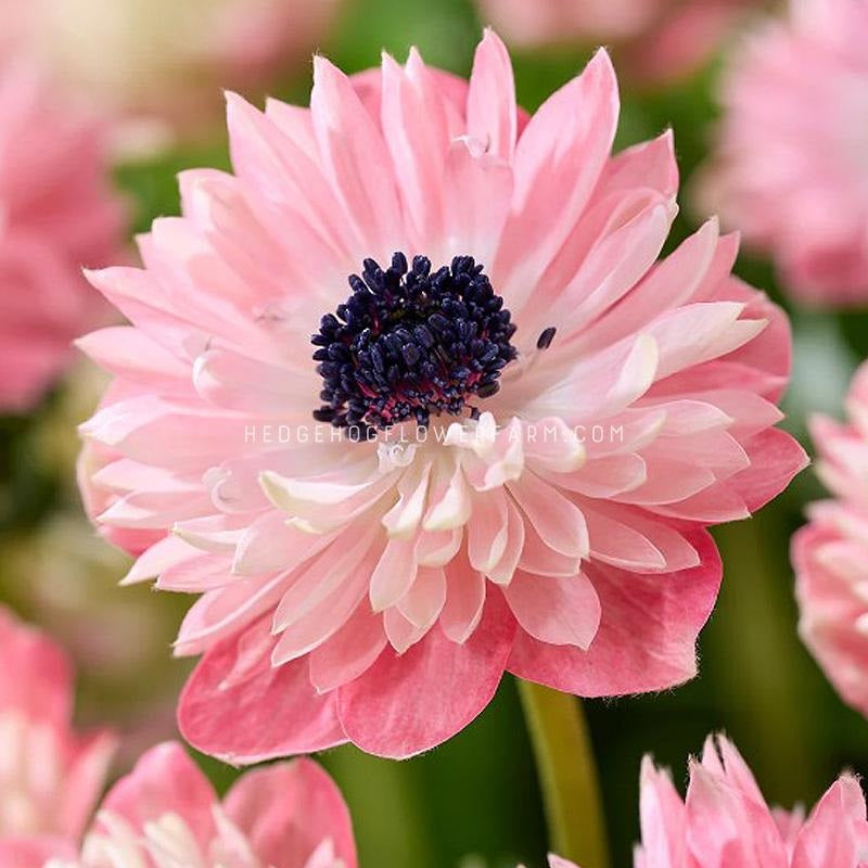 Close-up view of a single fullstar strawberry pink anemone flower. The flower has numerous delicate, layered petals radiating from a dark purple-blue center. The petals are a soft pink, deepening in color towards the center. The flower's texture appears soft and slightly translucent. The background is blurred, showing more anemones in various stages of bloom. The watermark 'hedgehogflowerfarm.com' is subtly visible on the petals.