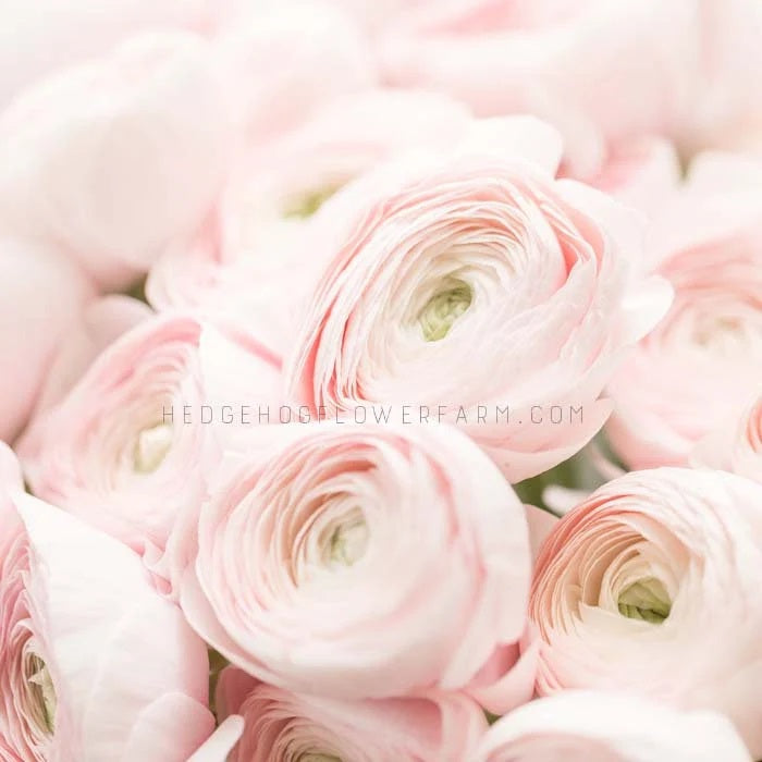 A close-up of a bouquet of light pink half clone marshmallow ranunculus flowers. The flowers are arranged in a cluster, with the petals overlapping and creating a soft, delicate texture. The flowers are in focus, while the background is blurred. The text 'HEDGEHOGFLOWERFARM.COM' is visible in the image.