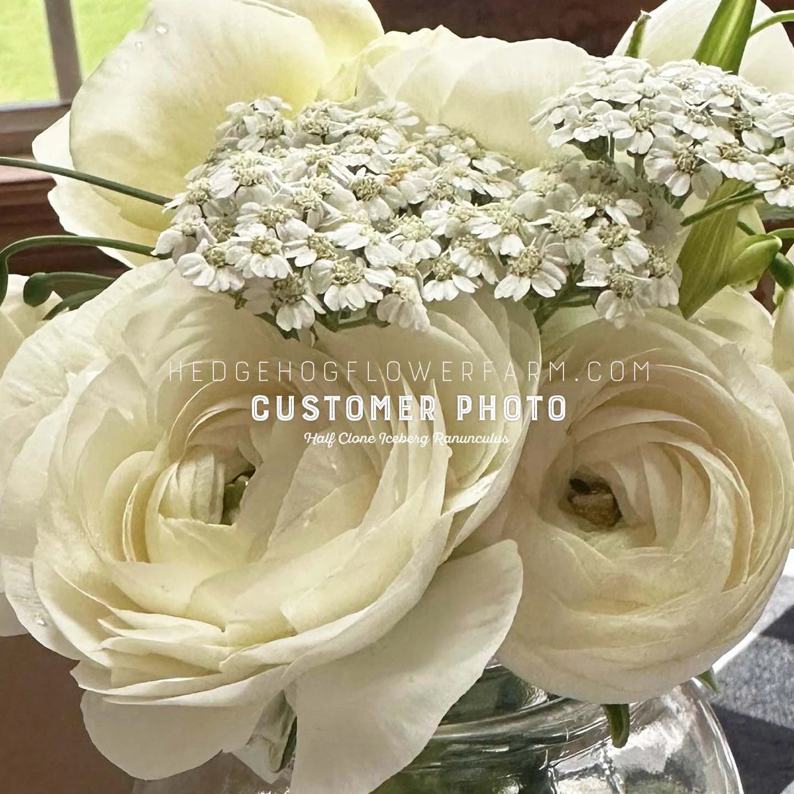 Close-up of a bouquet of half clone iceberg ranunculus flowers showcasing white to cream colored ruffled blooms with small white flowers above them.