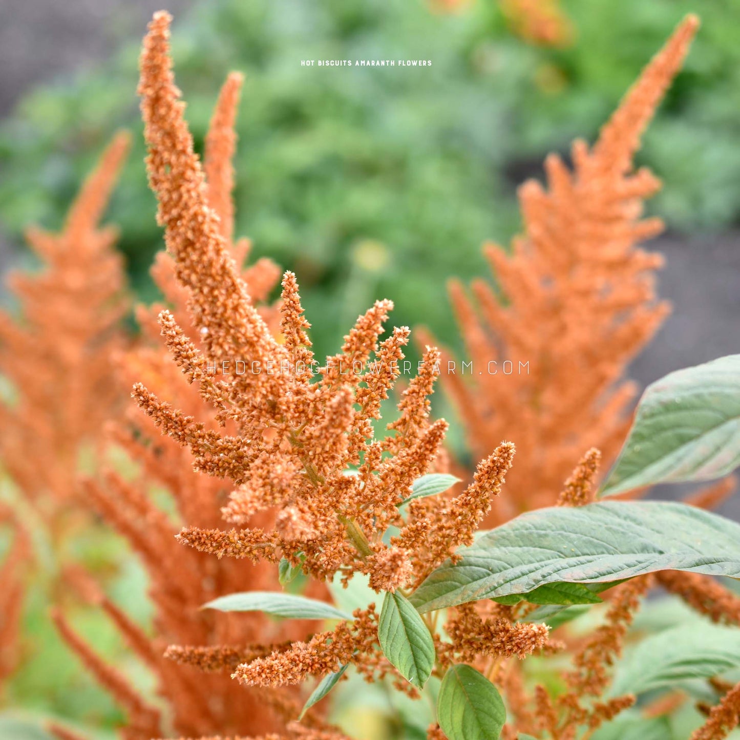 Photo of Amaranthus Hot Biscuits in bloom showing off multiple spikes of orange panicles in the garden. Other amaranthus hot biscuits can be seen in bloom in the background.