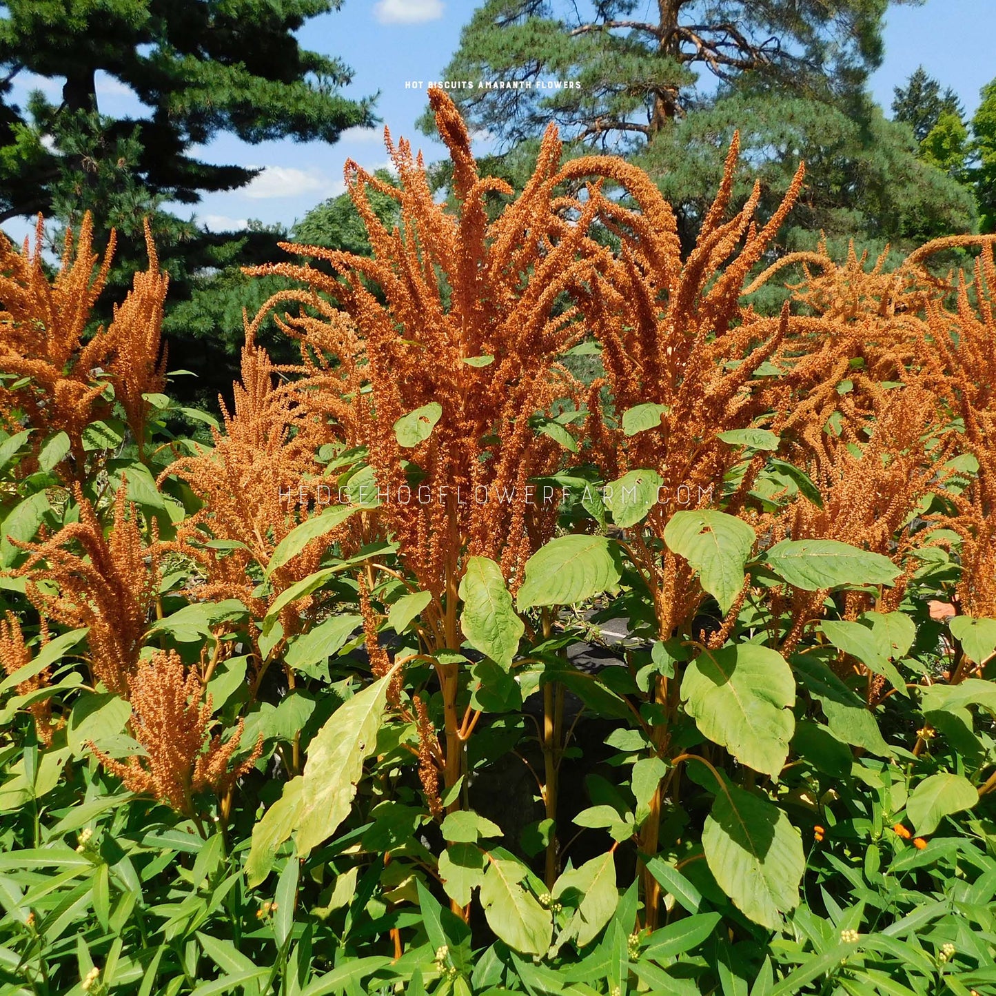 Photo of mature Amaranthus Hot Biscuits growing in the garden in full bloom showing off its tall stems with multiple large, orange blooming spikes.