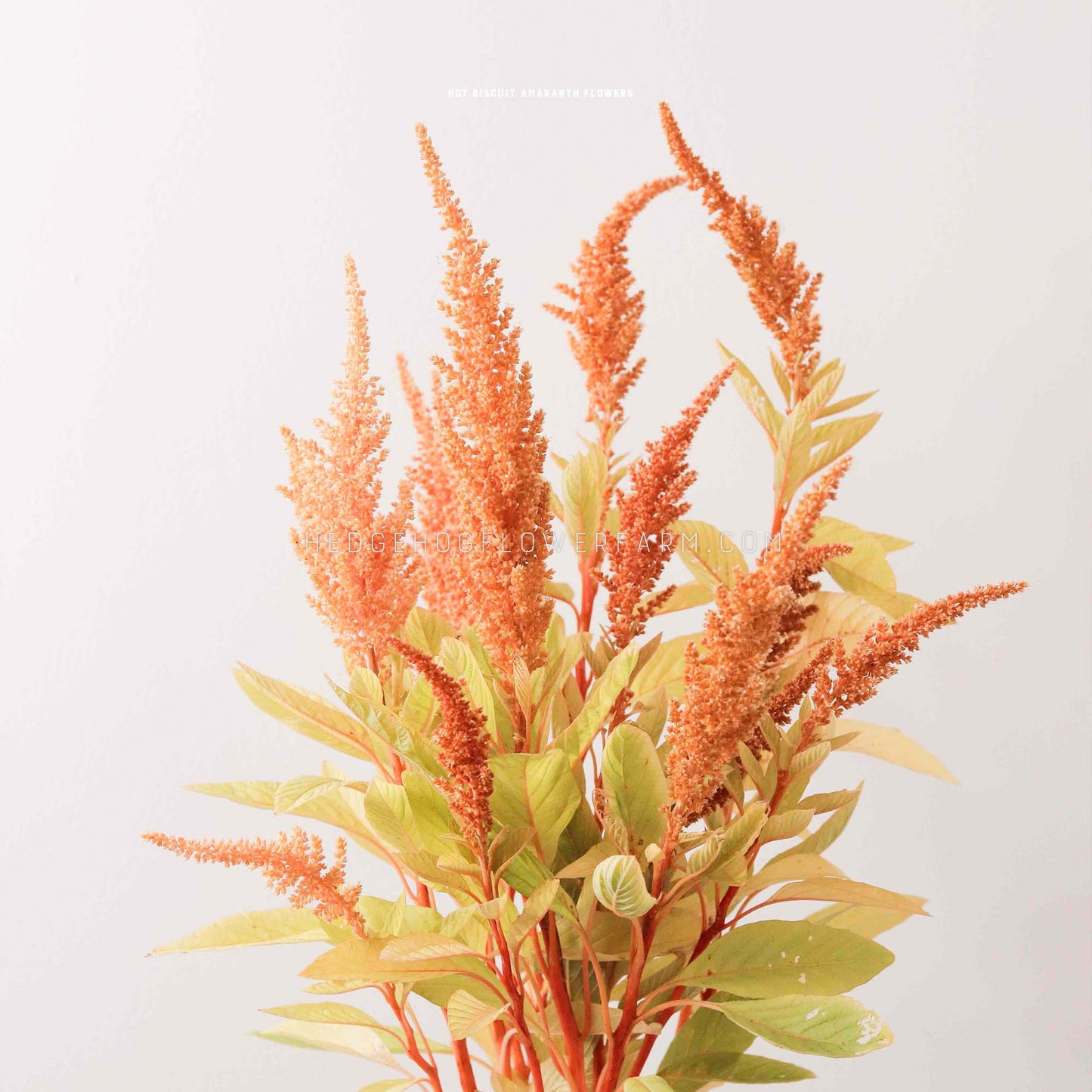 Close-up photo of cut amaranthus hot biscuits stems grouped together showing off their blooming spikes in shades of orange with light green to yellow leaves against a a solid, light grey background.