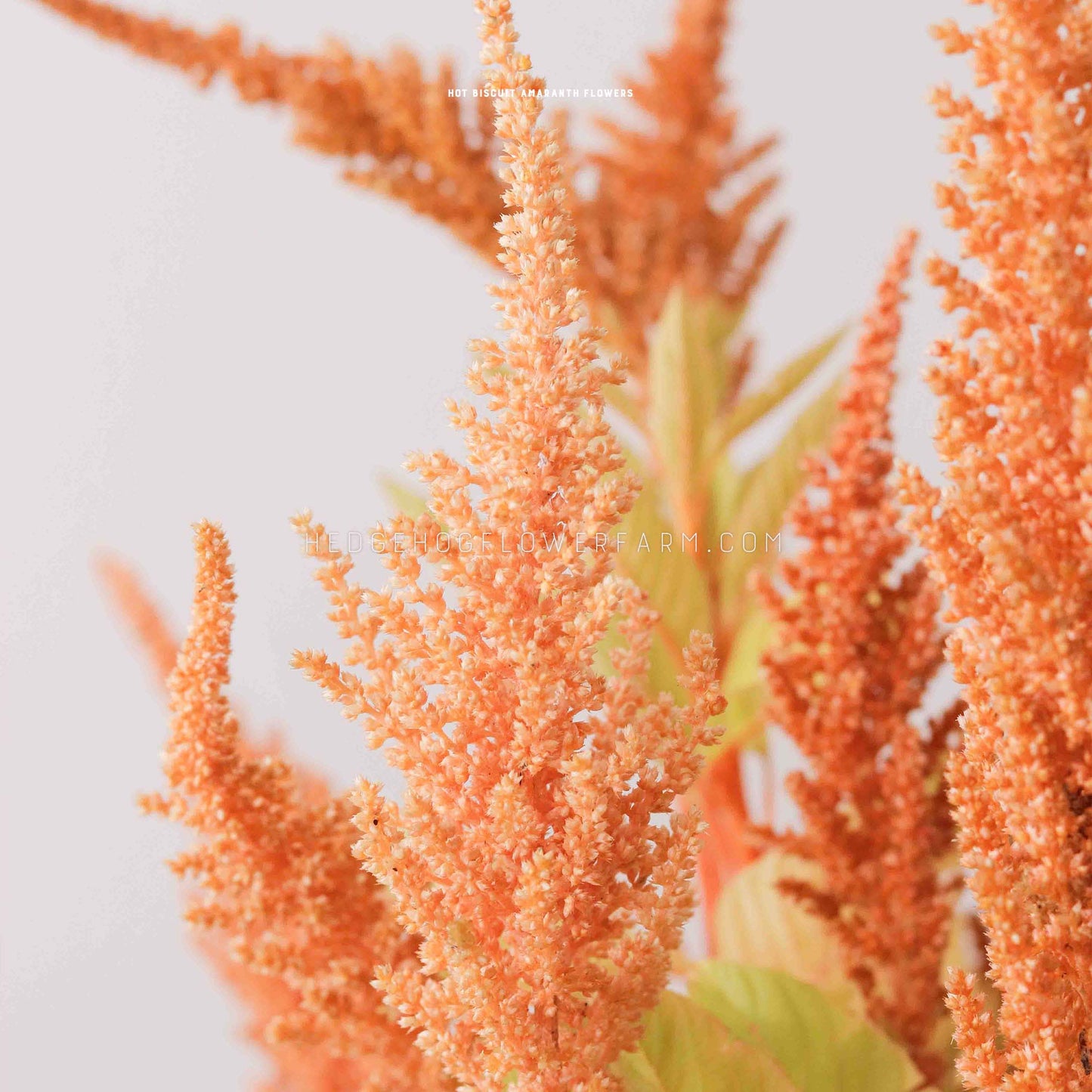 Close-up photo of a Amaranthus Hot Biscuits plume flowering showing clustered orange panicles or spikes coming off the stem. More orange amaranthus can be seen in the background.