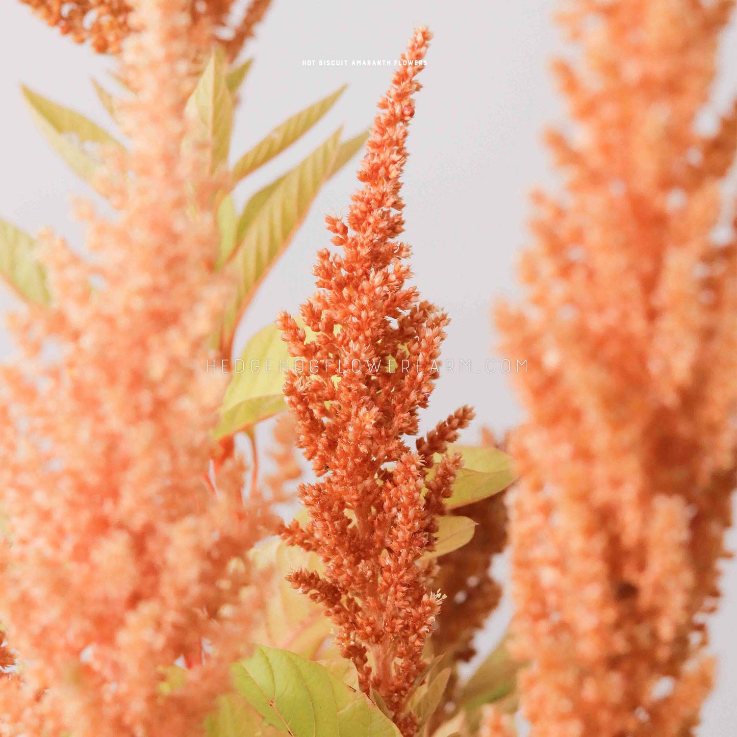 Close-up photo of a Amaranthus Hot Biscuits plume flowering showing clustered orange panicles or spikes coming off the stem. Lighter orange amaranthus can be seen in the foreground.