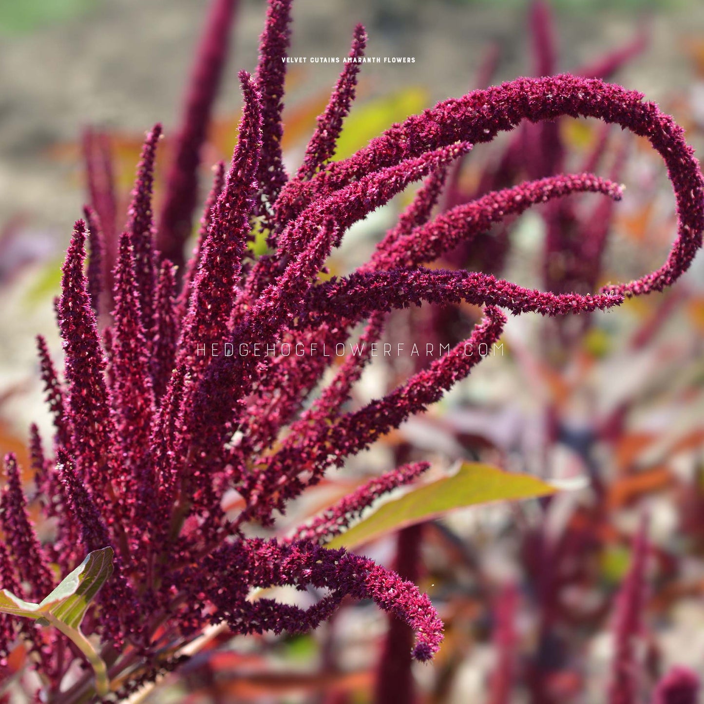 Close-up photo of Amaranth Velvet Curtains in bloom showing off its multiple spikes of purple, clustered panicles giving a very unique and textured look in a garden with other amaranth seen in the background.