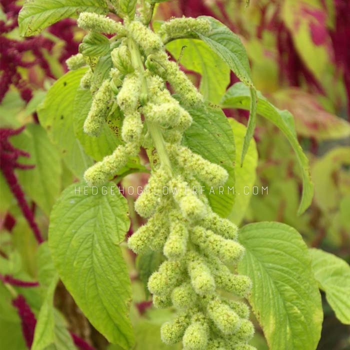 Close up photo of green tails amaranthus in bloom showing a long green stem with fuzzy flowers stacked along it.