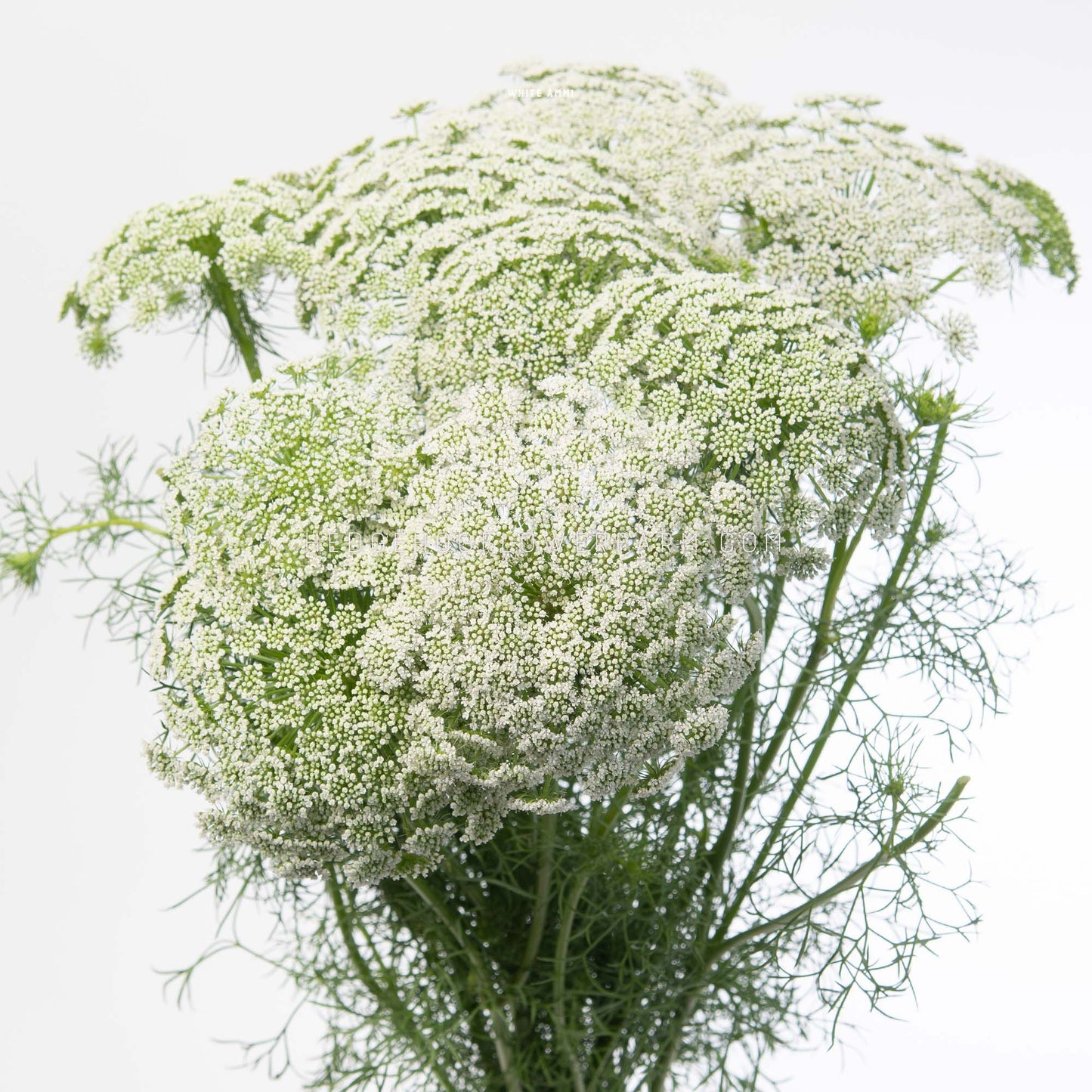 A bouquet of white Ammi Casablanca or Queen Anne's Lace flowers in bloom showing off white umbel clusters a top green stems and leaves against a white background.