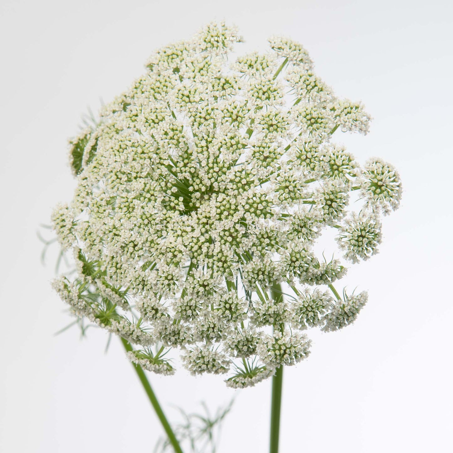 A close-up photo of Ammi casablanca showing off a white flower on a green stem. The flower is a cluster of small white blooms, resembling a Queen Anne's Lace flower on a white background.