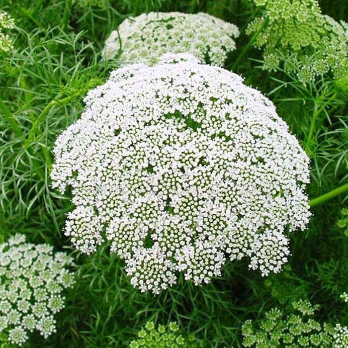 A close-up photo of Ammi casablanca in bloom showing a white flower cluster with many small white flowers. The flower cluster is surrounded by green foliage and other ammi in the background.