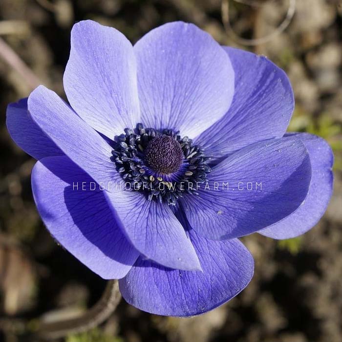 Anemone Carmel Blue - 10 Corms