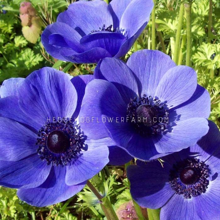 Anemone Carmel Blue - 10 Corms