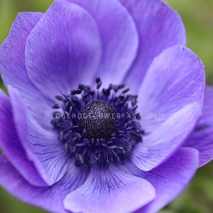 Anemone Carmel Blue - 10 Corms