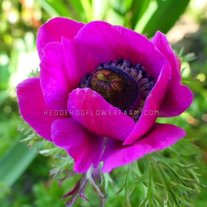 Anemone Carmel Pink - 10 Corms