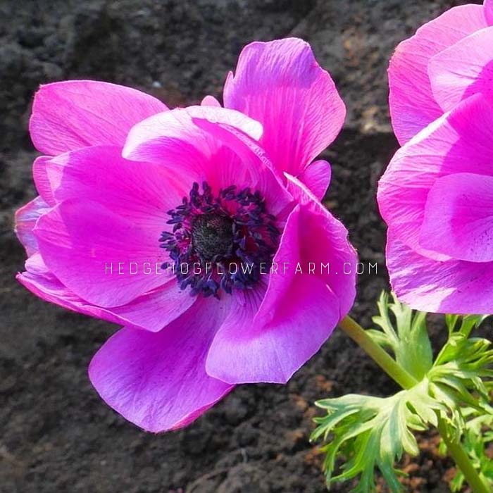 Anemone Carmel Pink - 10 Corms