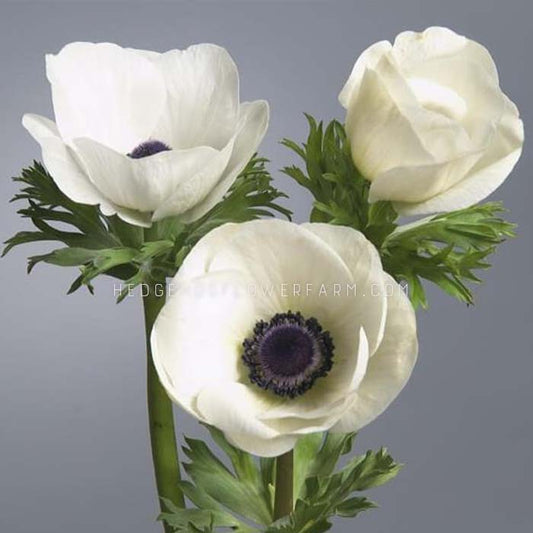 Photo of three Carmel White Anemone's in different bloom stages showing off white petals with a black center a top a green stem with fern like foliage against a dark grey background.
