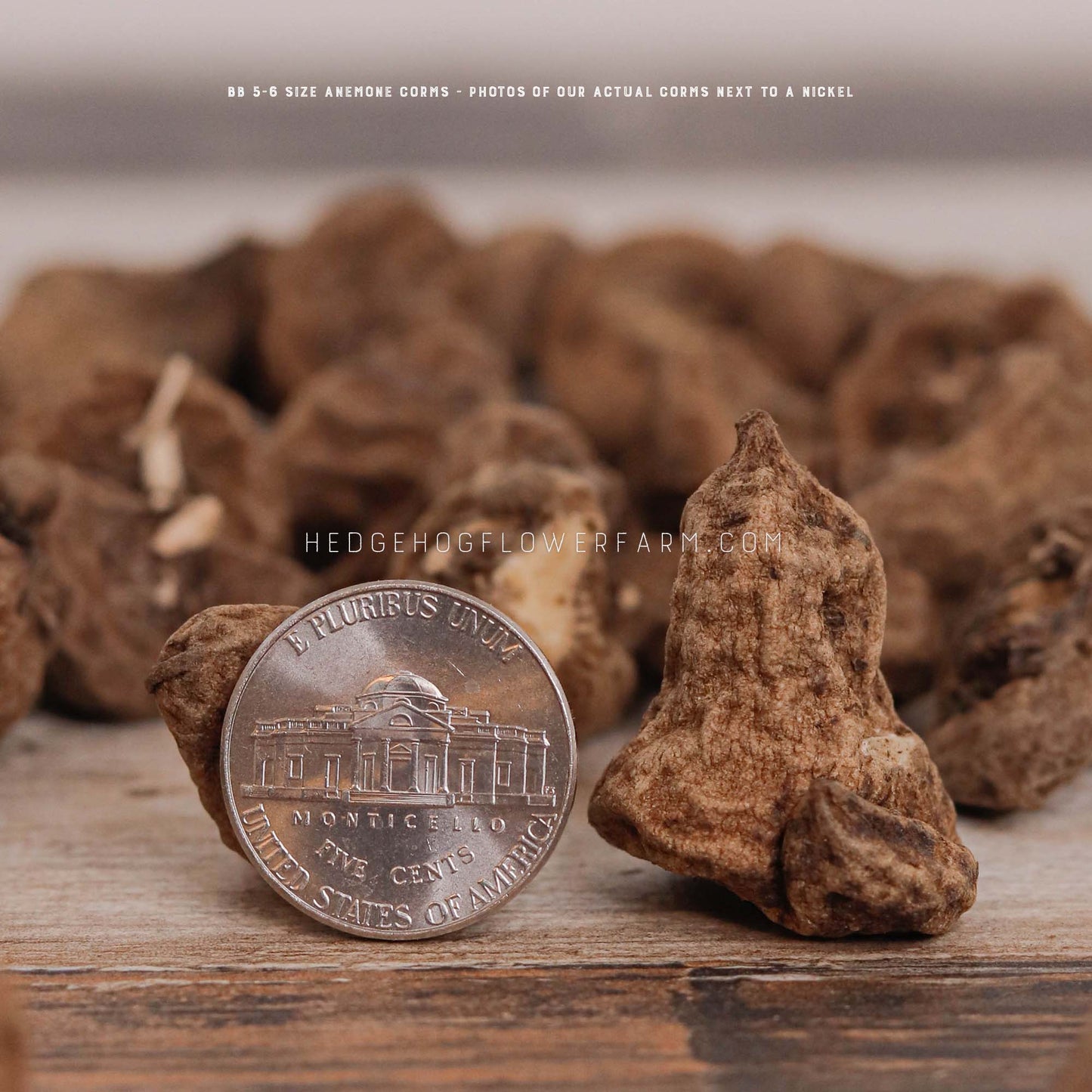 Close-up photo of Anemone Corms BB 5-6 next to a nickel showing size comparison on a table with other brown corms.