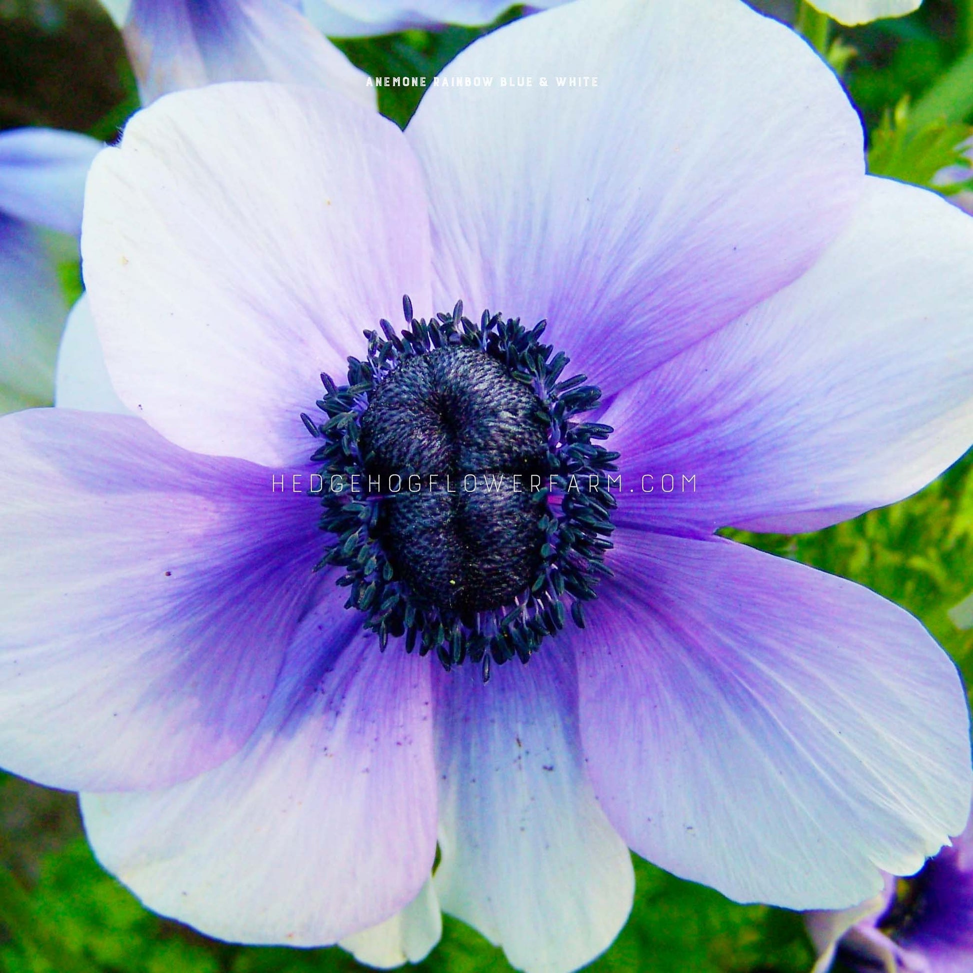Close-up photo of Anemone rainbow blue and white in bloom showing off its gradient of blue to white petals with a dark center.