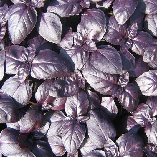 Close-up photo of a group of dark purple crimson king basil leaves. The leaves are arranged in a dense cluster, creating a textured surface. The leaves have a glossy sheen and are slightly curled at the edges.