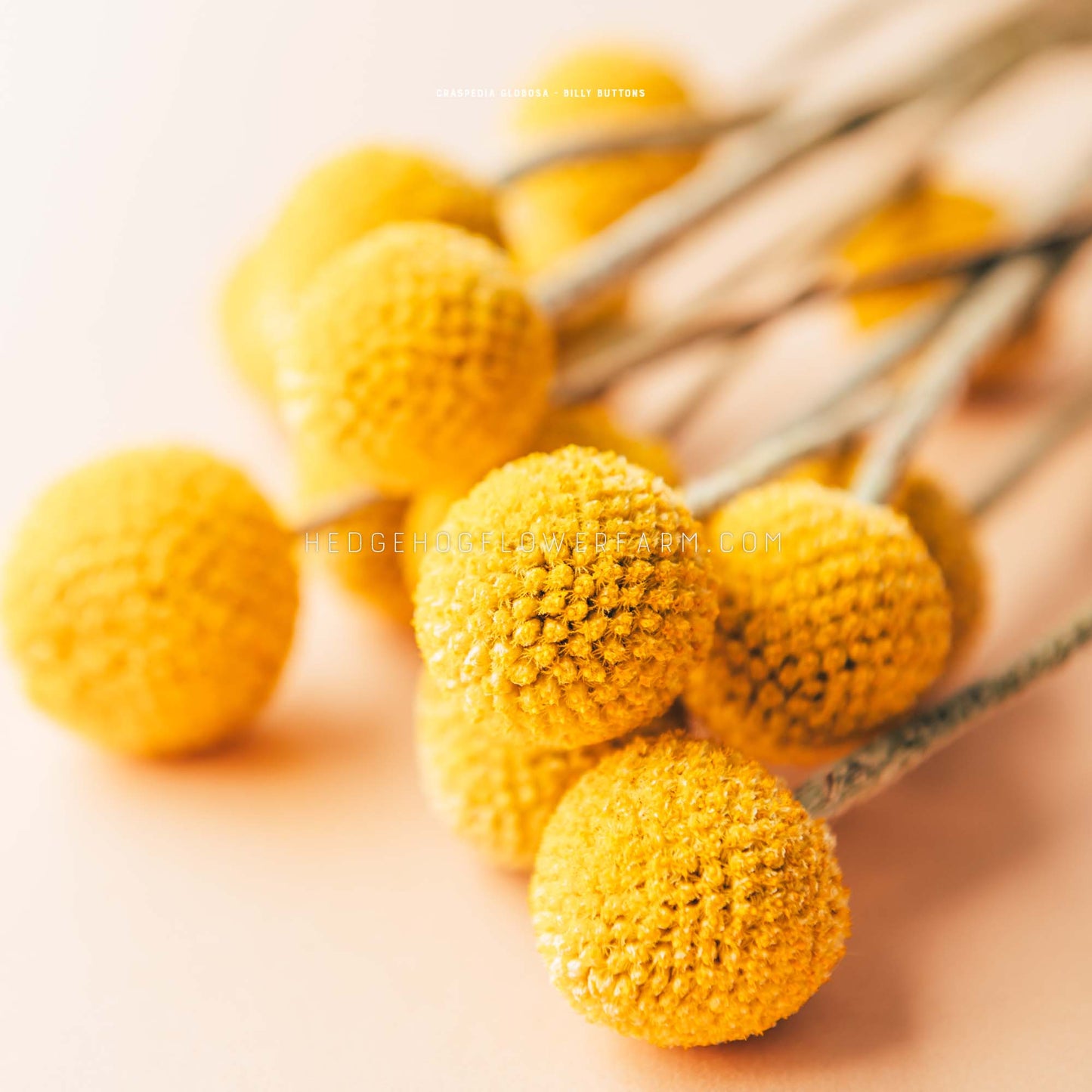 A bunch of yellow billy buttons laid down on a peach colored table showing round, yellow blooms on green stems.